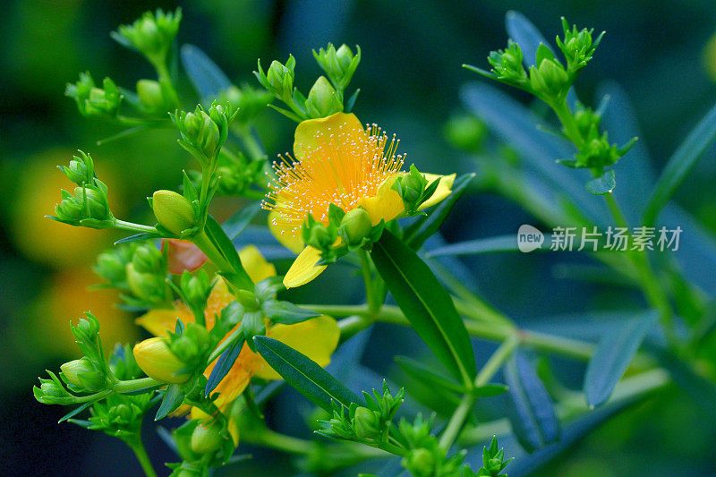 金丝桃/灌木状圣约翰草:明亮的黄色花，雄蕊日爆